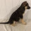 Thumbnail: Nova German Shepherd