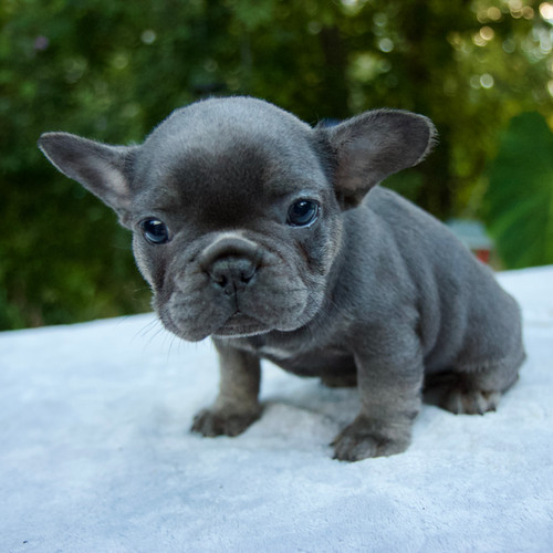 Large Grey Bulldog Teacup French Bulldog Full Grown Size French