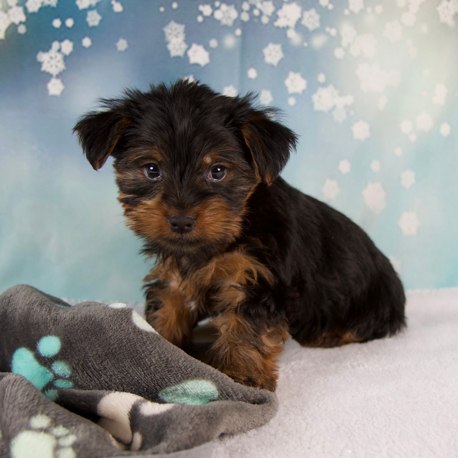 Lela Yorkshire Terrier