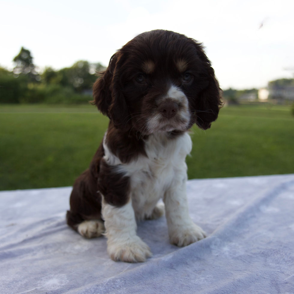 Thumbnail: Weston Cocker Spaniel