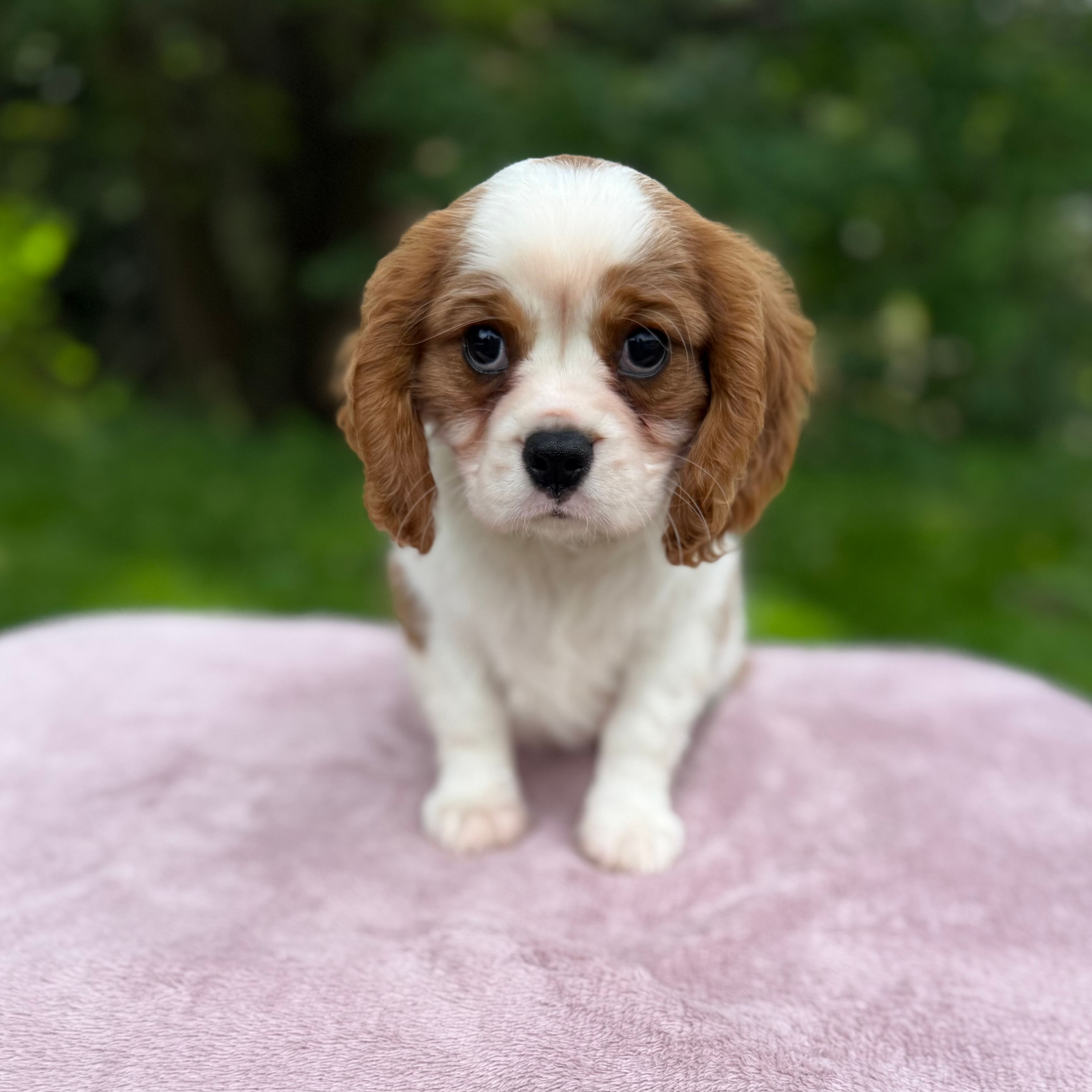 Allie Cavalier King Charles Spaniel