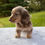 Thumbnail: Lexi Dachshund