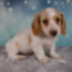 Thumbnail: Miniature Dachshund
