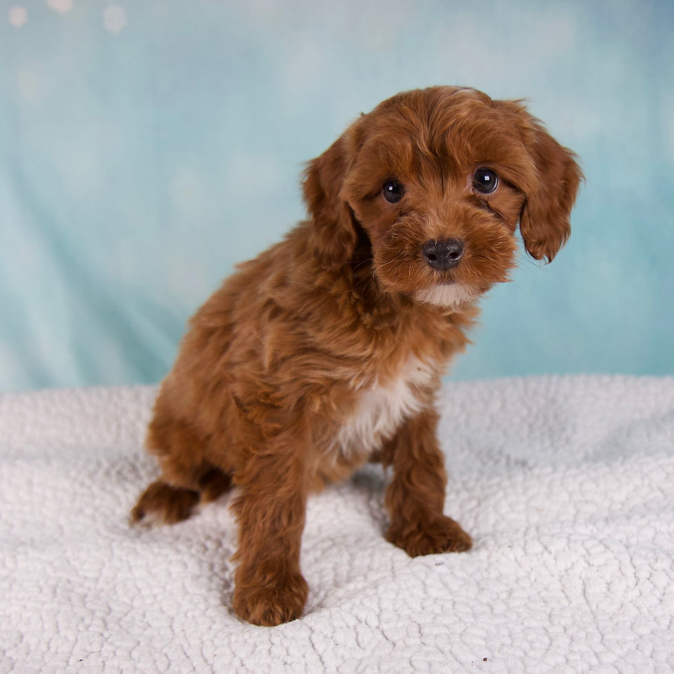 Thumbnail: Cavapoo