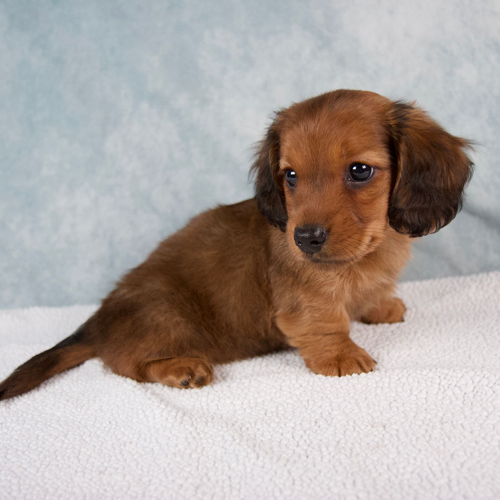 Thumbnail: dachshund