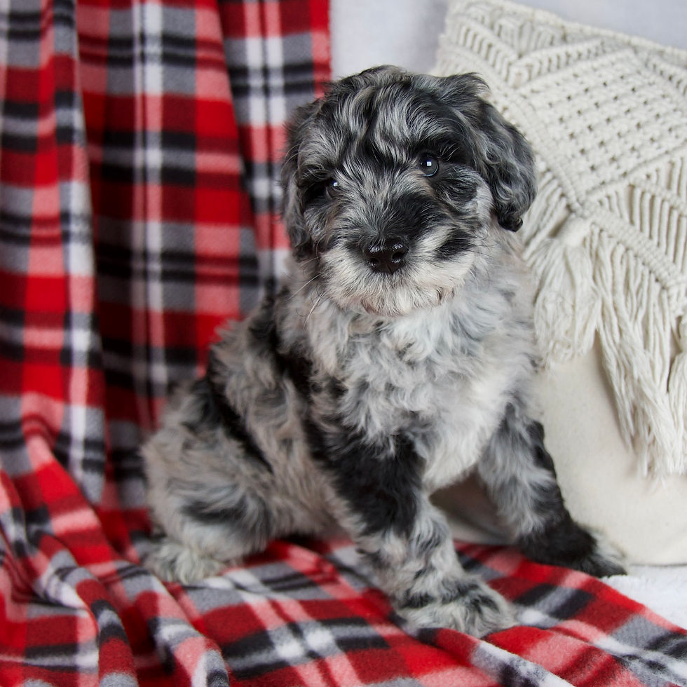 Thumbnail: Delilah Schnoodle
