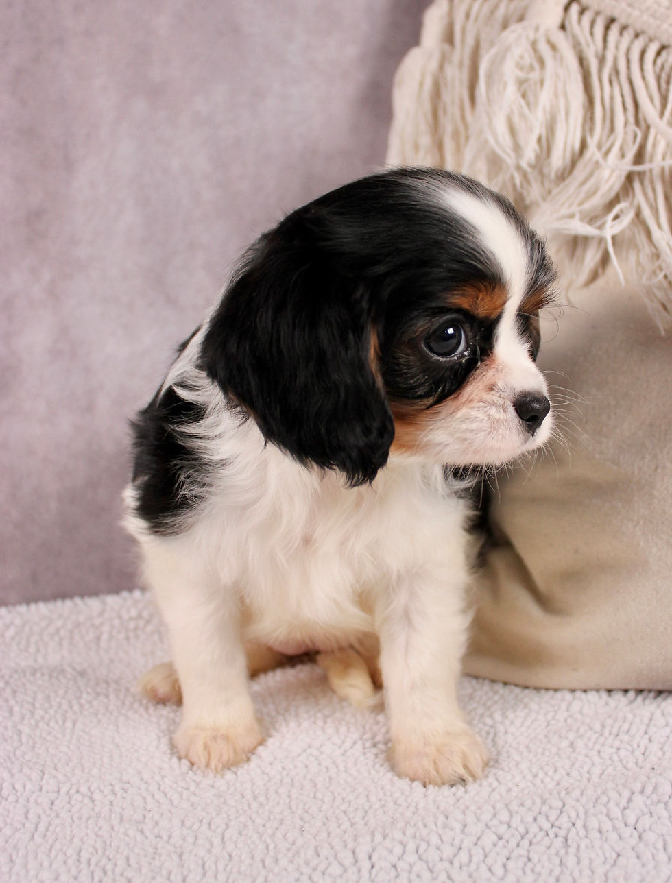 Thumbnail: Stella