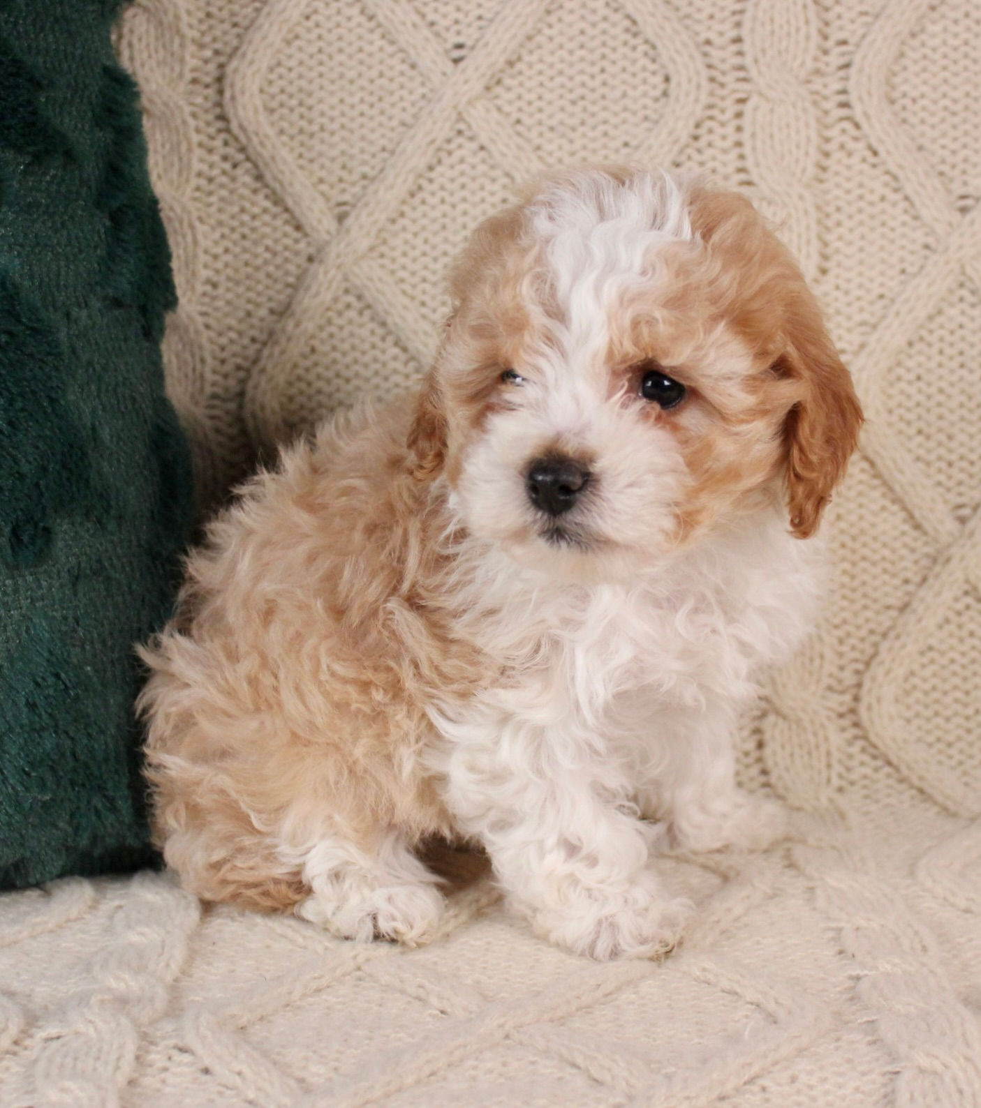 cavapoo