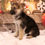 Thumbnail: German Shepherd