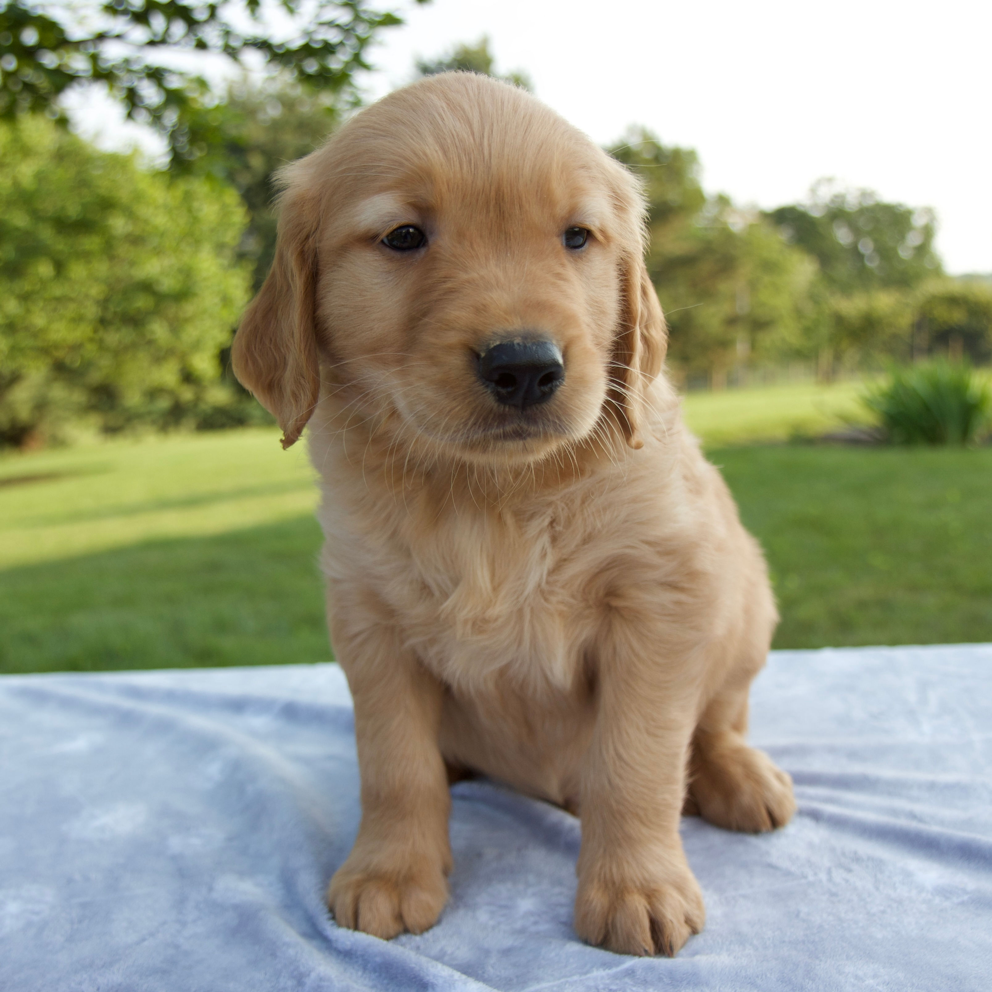 Golden Retriever