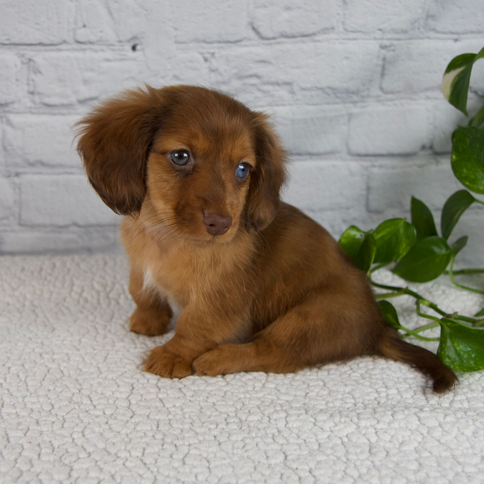 Thumbnail: Dachshund