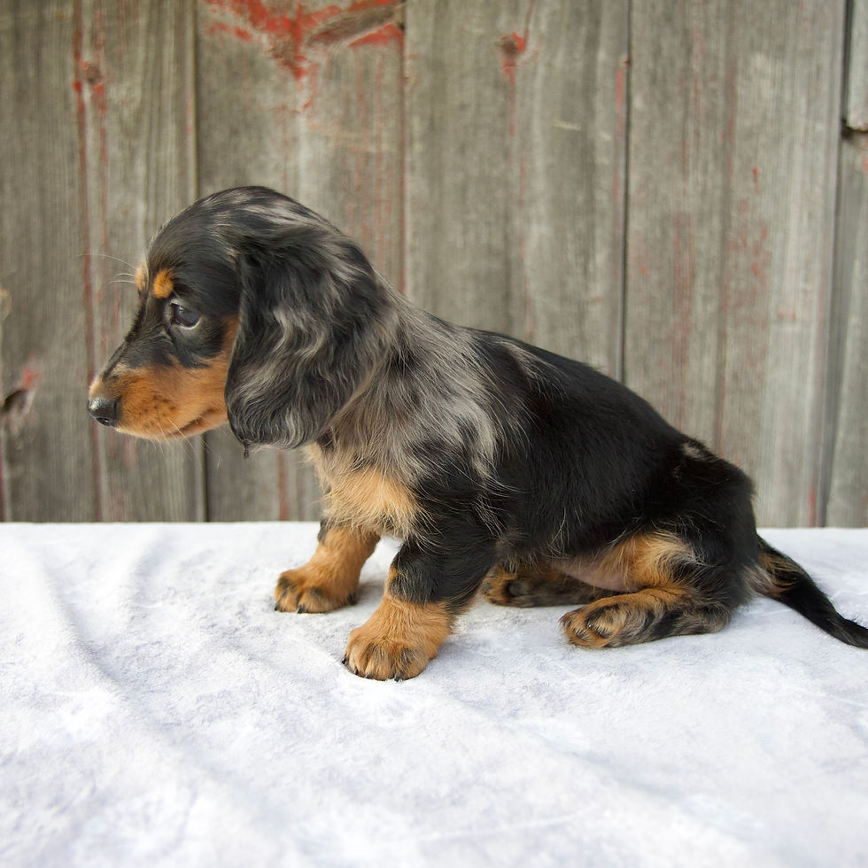Thumbnail: Madi Mini Dachshund