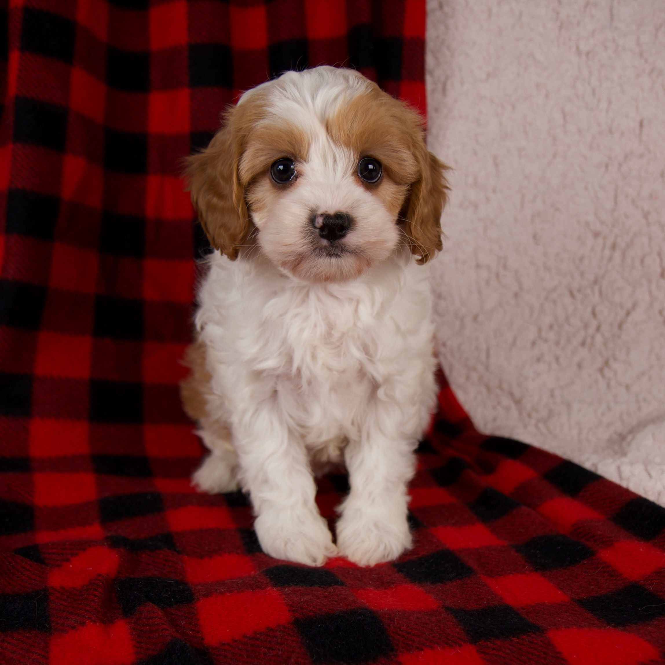 Cavapoo