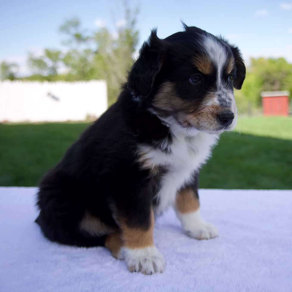 Thumbnail: Australian Shepherd