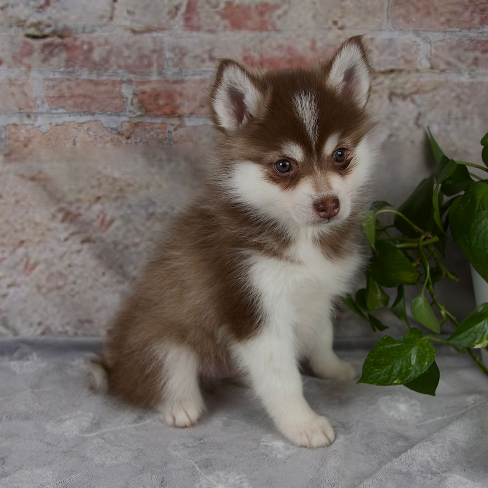 pomsky