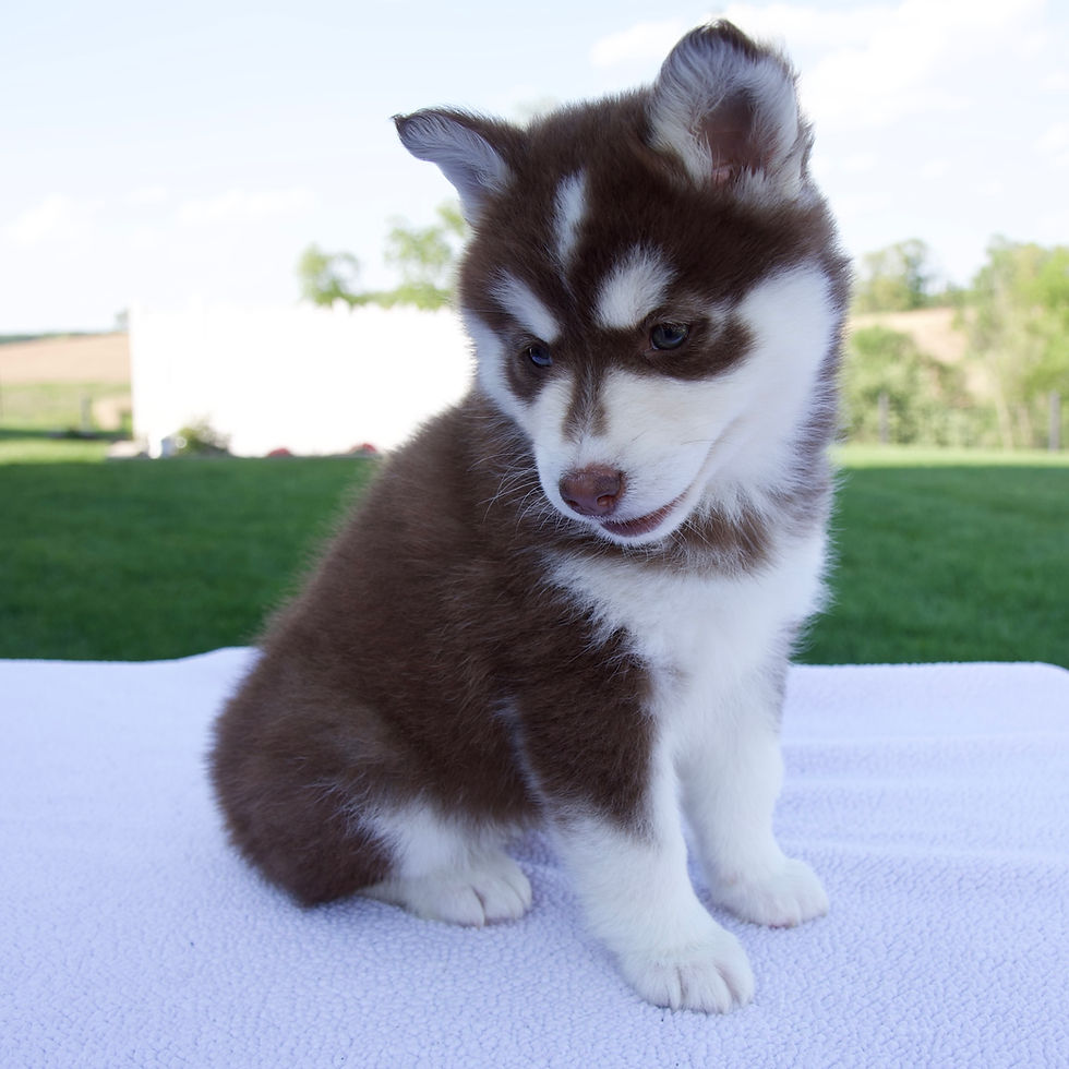 Thumbnail: Pomsky