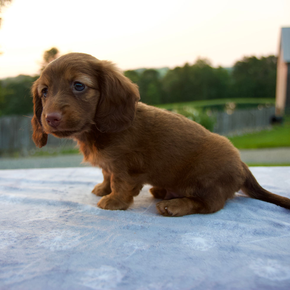 Thumbnail: Dachshund