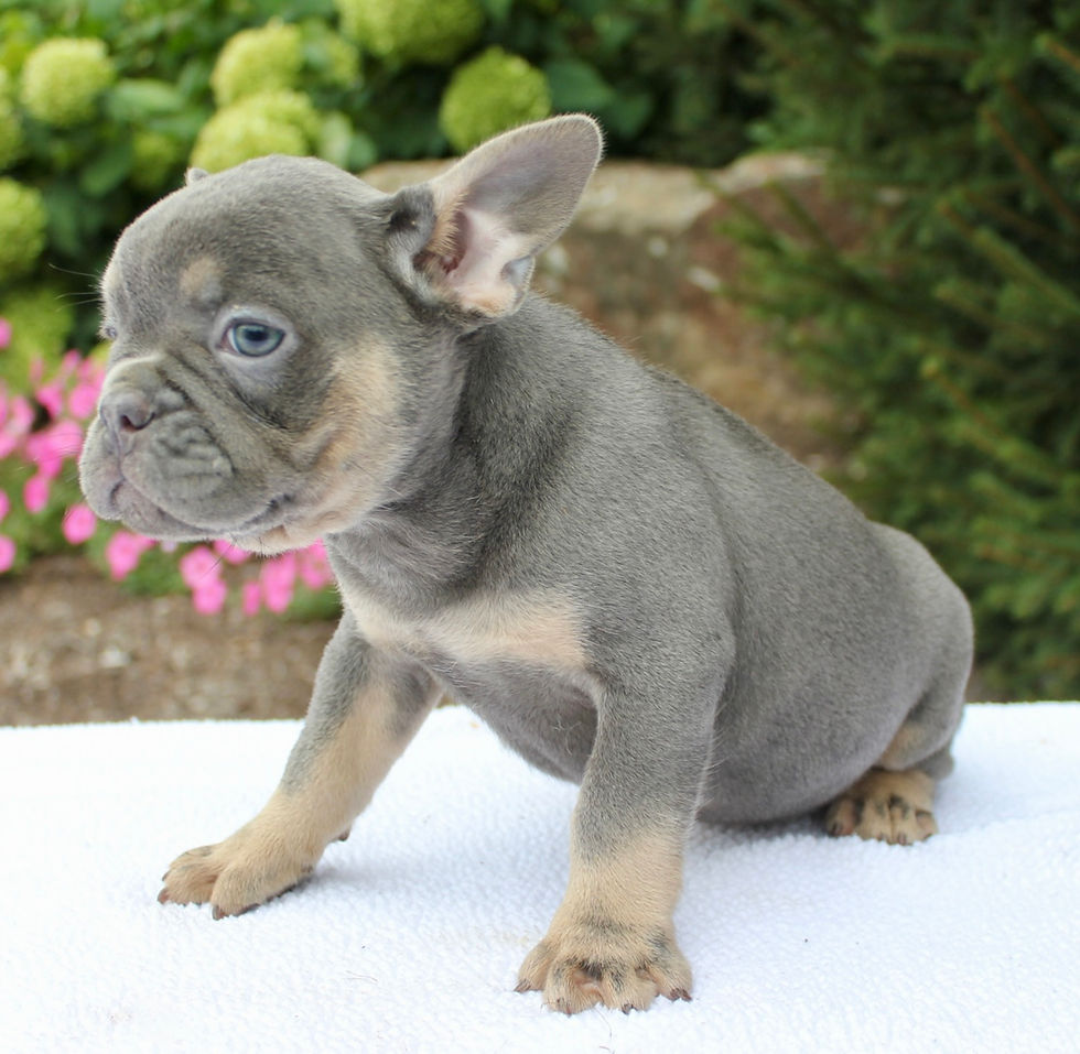 Thumbnail: Sal French Bulldog