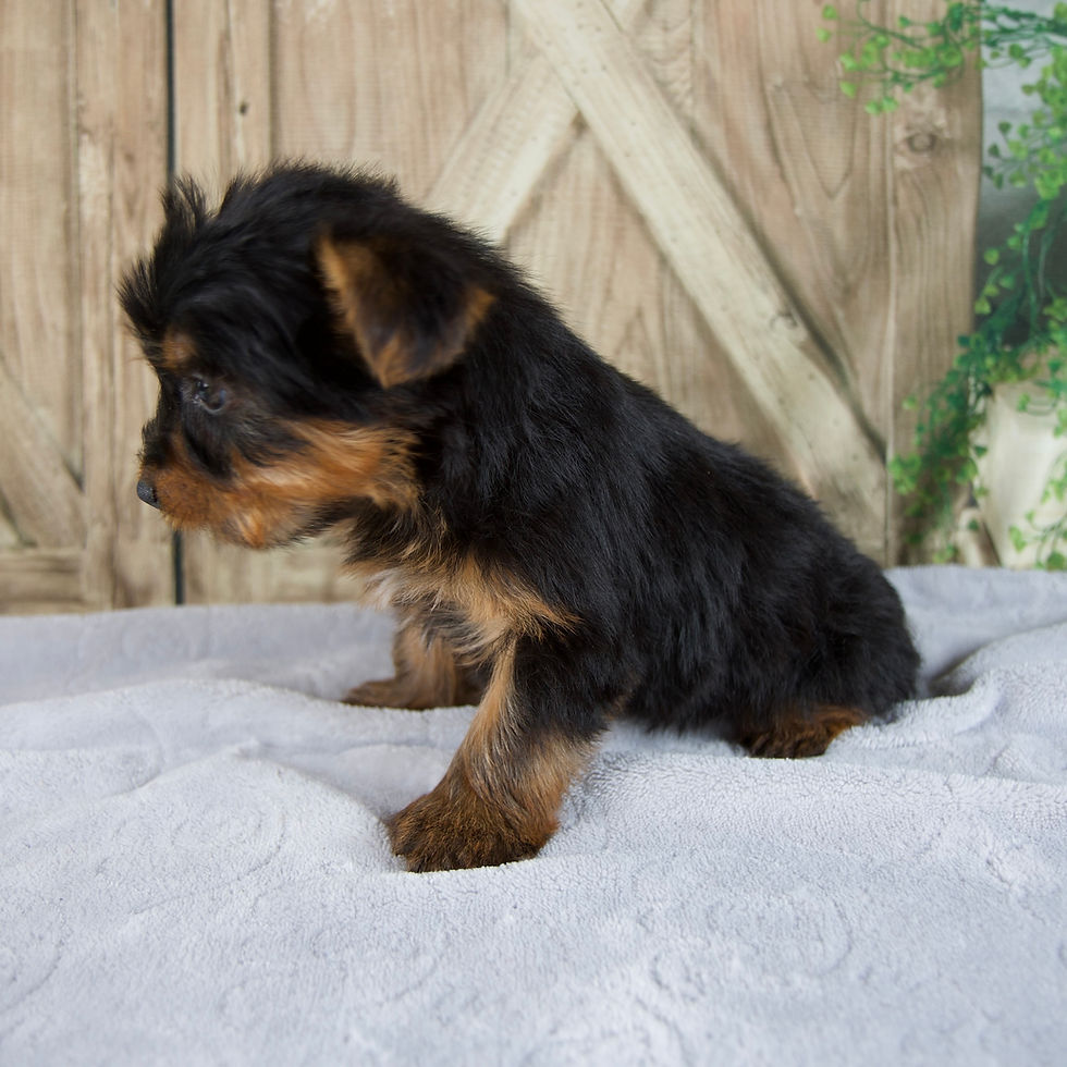 Thumbnail: Sophie Yorkie