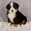 Thumbnail: Ember Bernese Mt. Dog