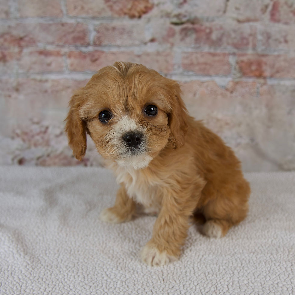 Thumbnail: Honey Cavapoo