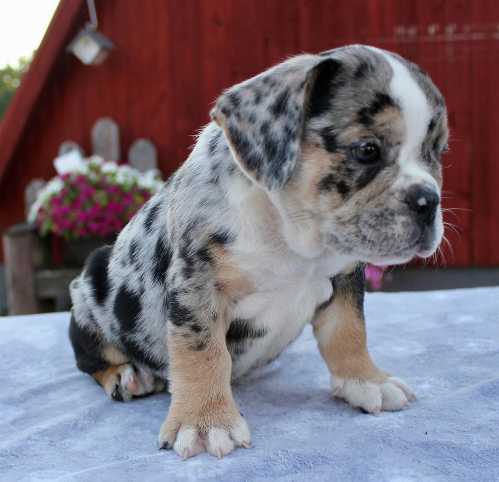 Thumbnail: Baxter Beabull