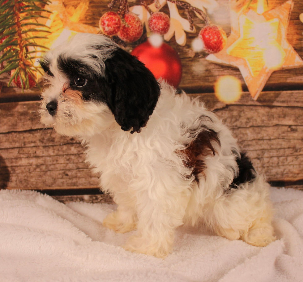 Thumbnail: cavapoo