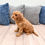 Thumbnail: Oakley Cavapoo