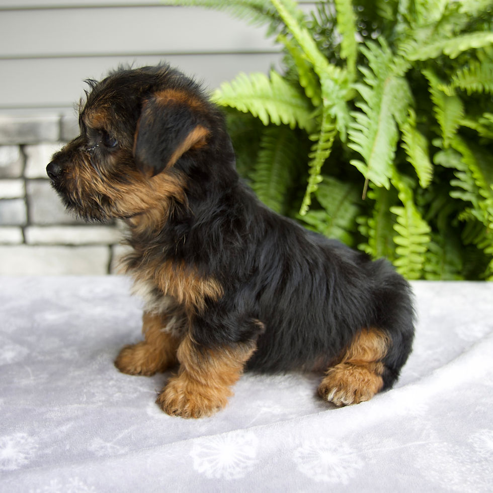 Thumbnail: Koby Yorkie