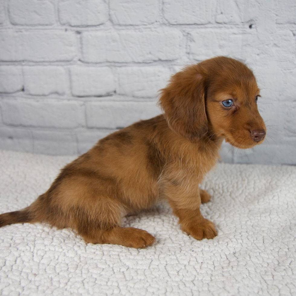 Thumbnail: Brodie Mini Dachshund