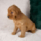 Mini Golden