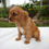 Thumbnail: Cavalier King Charles Spaniel