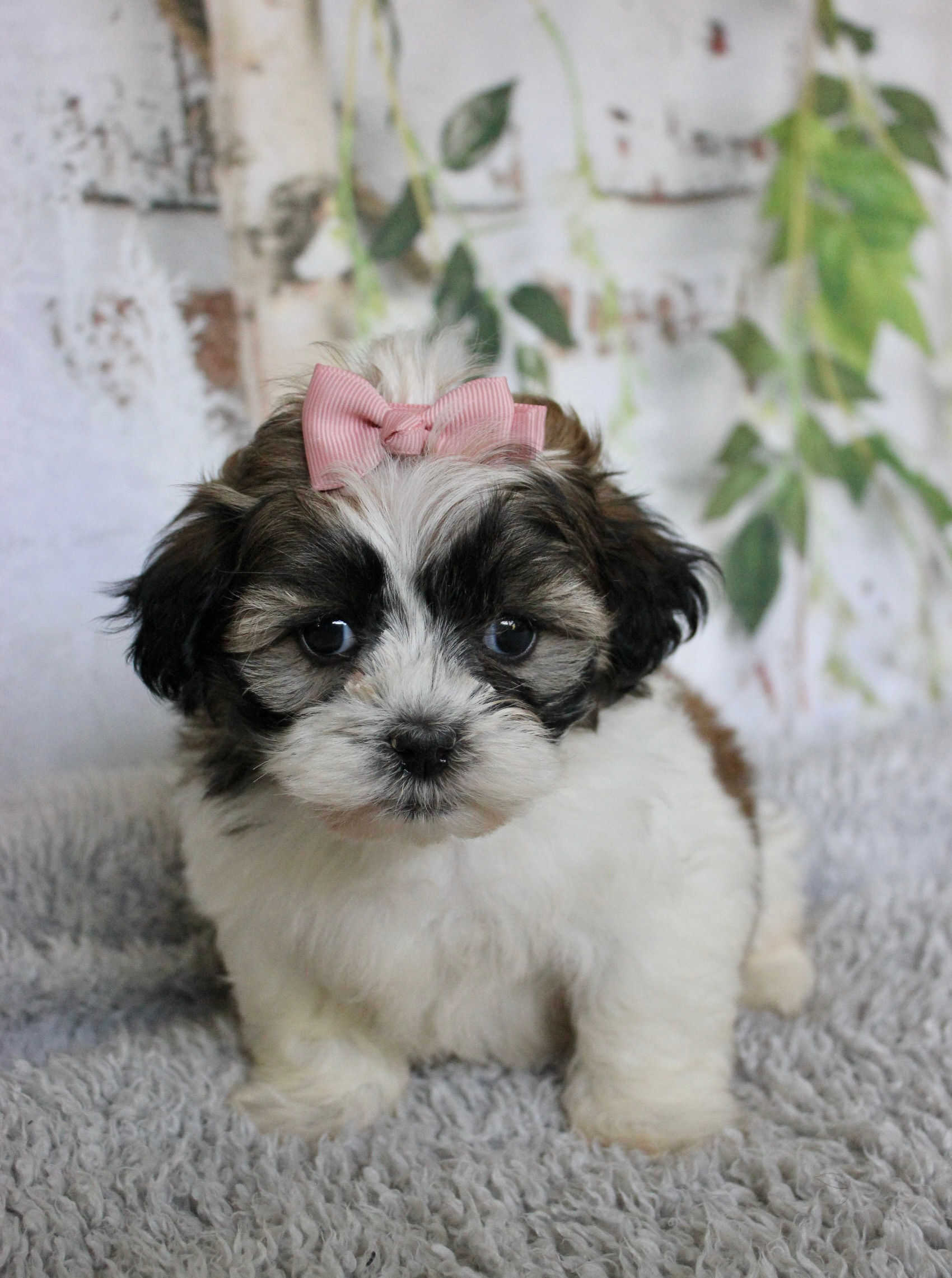 Addie
