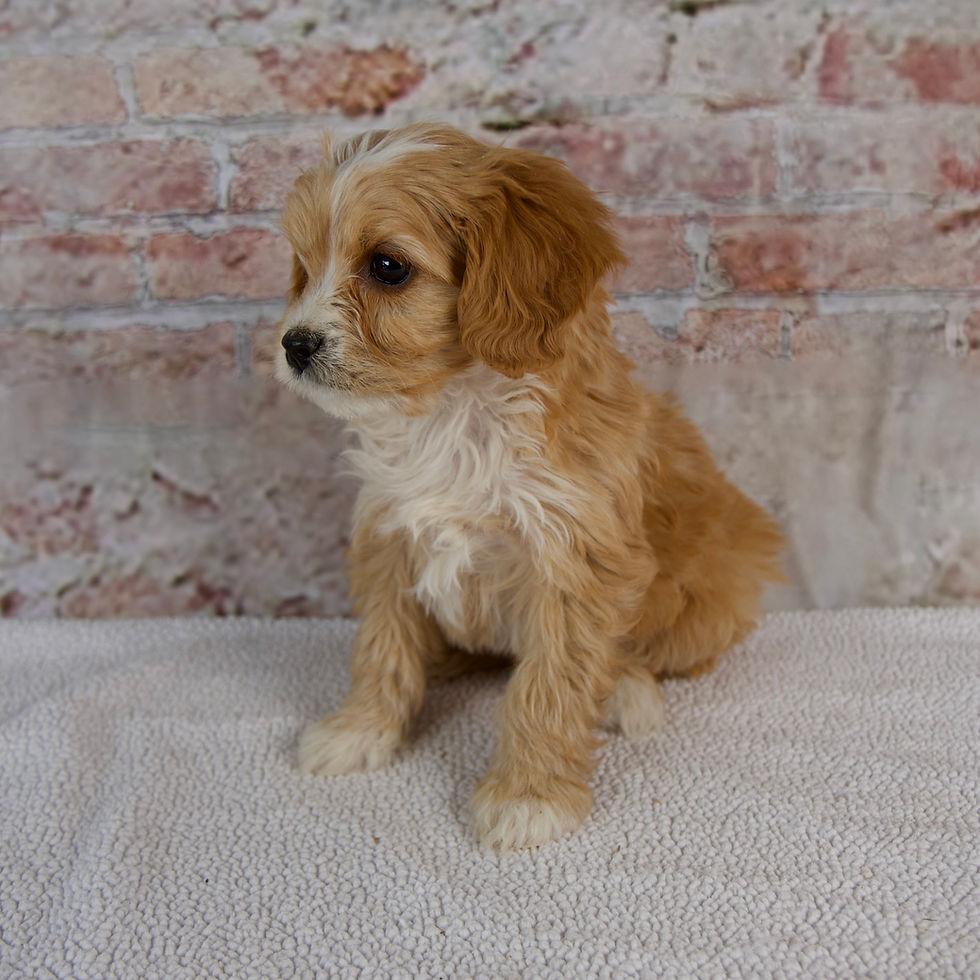 Thumbnail: Hugo Cavapoo