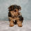 Thumbnail: Yorkie