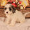 Thumbnail: Cavapoo