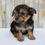 Thumbnail: Kelly Morkie