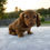 Thumbnail: Olive Dachshund