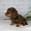 Thumbnail: Dolly Miniature Dachshund