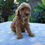 Thumbnail: Miniature Poodle