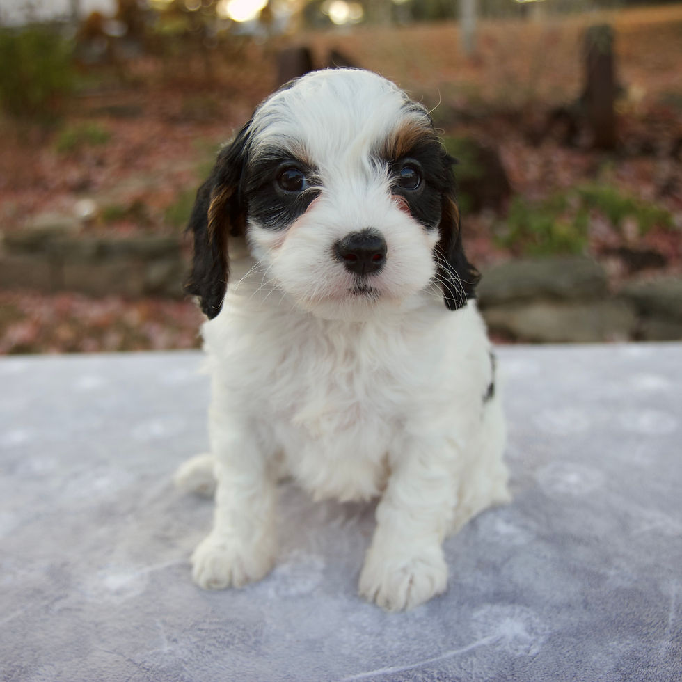 Thumbnail: Cavapoo