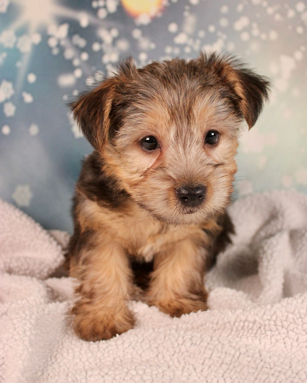 Thumbnail: Yorkshire Terrier Puppy