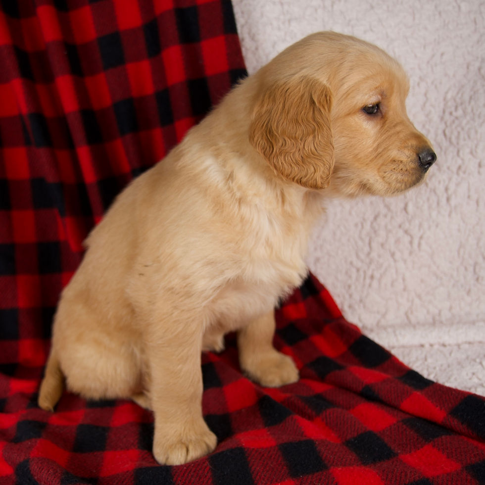 Thumbnail: Golden Retriever