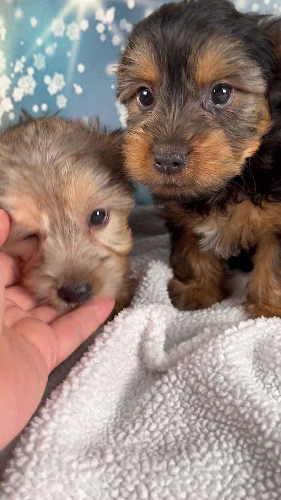 Thumbnail: Yorkshire Terrier Puppy