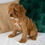 Thumbnail: Cavapoo