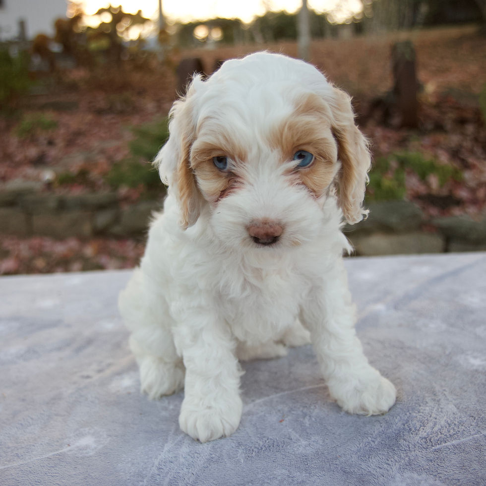 Thumbnail: cavapoo