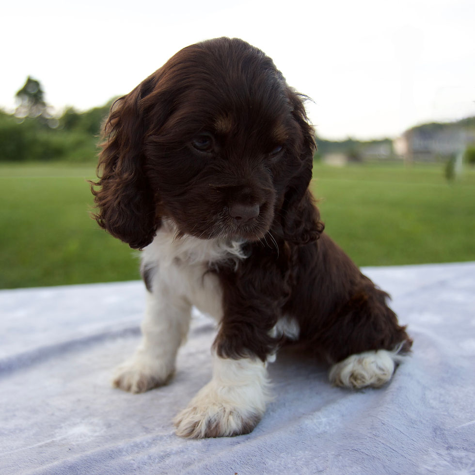 Thumbnail: Mindy Cocker Spaniel