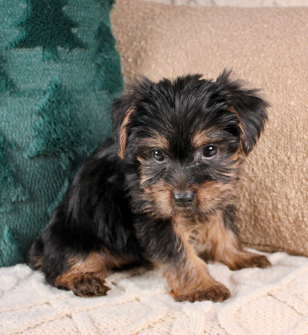 Thumbnail: Yorkshire Terrier