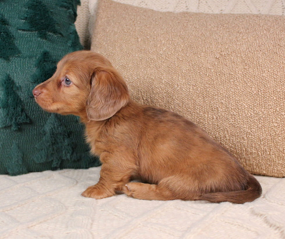 Thumbnail: Dachshund