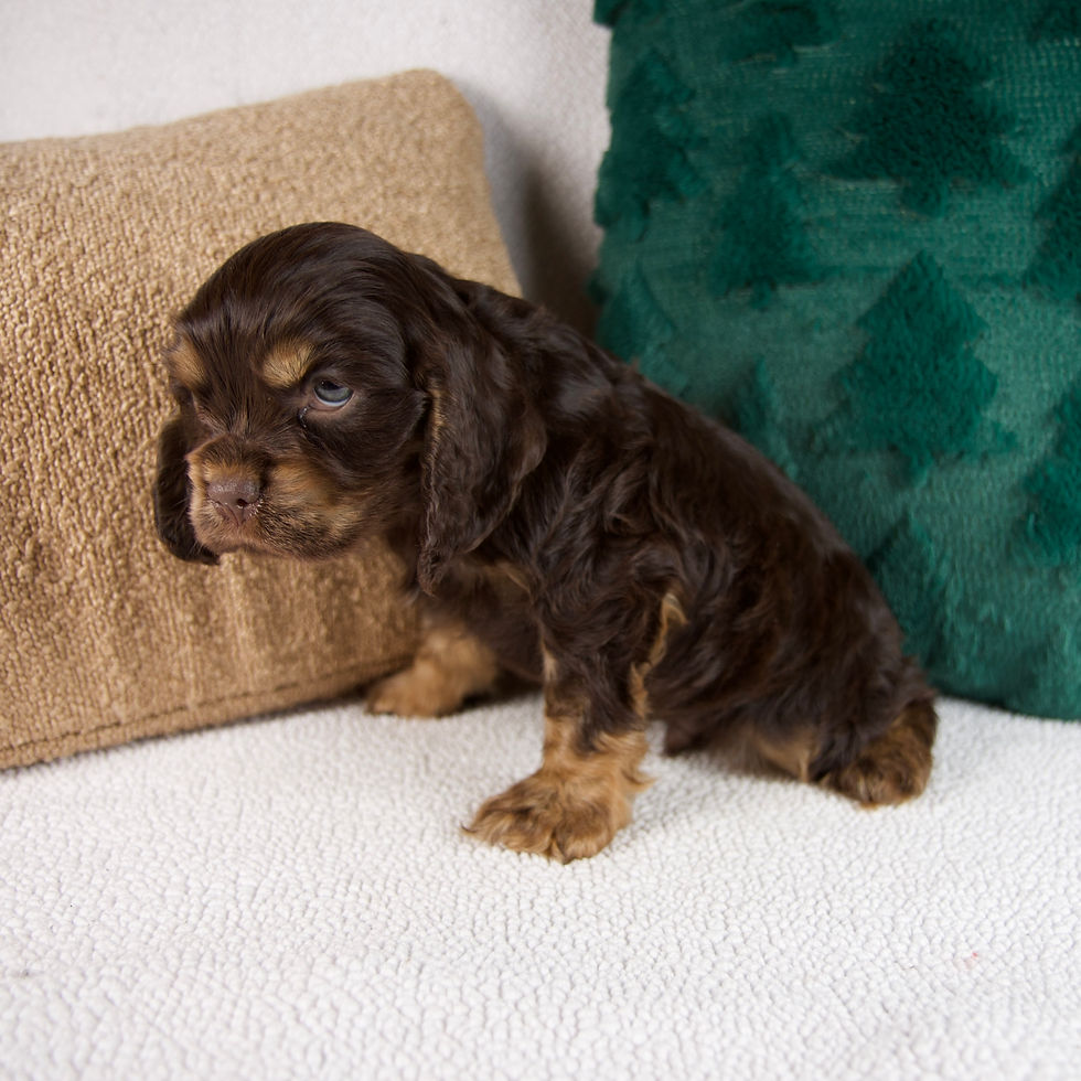 Thumbnail: Rusty Cocker Spaniel